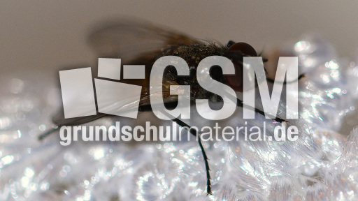 Stubenfliege (1).jpg